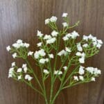 Gypsophyle