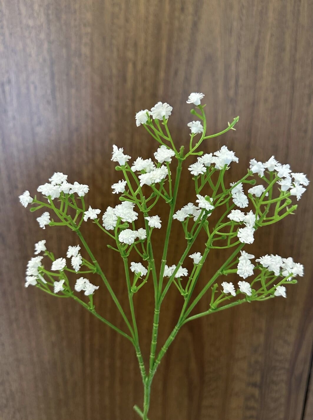 IMG_2362 Gypsophyle - Image 1