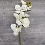 White Orchid Stem