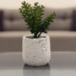 Green Succulent Decorative Plant