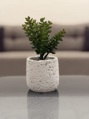 Green Succulent Decorative Plant
