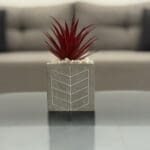 Red Leaf Decorative Plant