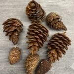 Decorative Pine Cone Set