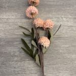 Chrysanthemum Flower Stem